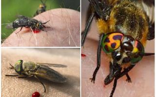 Vad ska man göra och hur man behandlar ödem, om du har bett hästfly, symtom hos en person