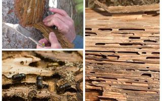 איך להתמודד עם חיפושית קליפת חיפושיות על עצי פרי