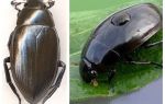Vandbårne frynsede og vand-elskende stor sammenligning af to arter af biller