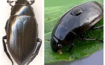 Flotante de agua con flecos y gran comparación entre dos especies de escarabajos.