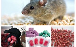 Δηλητήριο για ποντικούς και ποντικούς