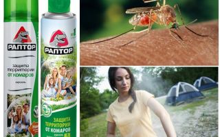 Skydda territoriet från myggor Raptor