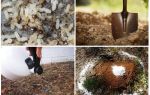 Kako dobiti mravi iz vrta narodnih lijekova