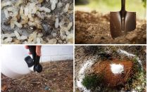 Hvordan få maur ut av hagen folkemidlene
