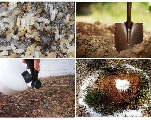 Jak zdobyć mrówki z ogrodowych środków ludowych