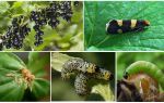 How to get rid of caterpillars on currants