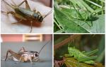 Forskjeller cricket og gresshopper