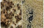 Millet mod myrer i landet