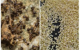 Κεχρί κατά των μυρμηγκιών στη χώρα