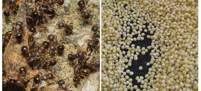 Millet contre les fourmis dans le pays