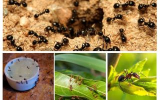 Hvilke myrer er bange for