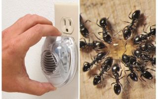 प्रभावी अल्ट्रासोनिक चींटी repeller