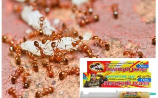 Lijek Veliki ratnik mrava