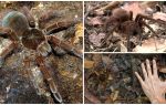 Beskrivelse og foto av goliath fugl edderkoppen