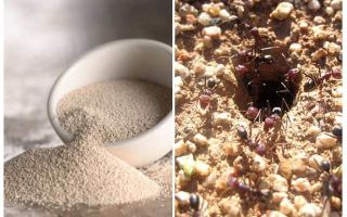 देश में चींटियों के खिलाफ खमीर