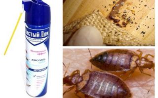 Medel att rengöra huset från bedbugs