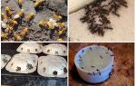 Hvordan slippe af med gule myrer i sommerhuset eller haven
