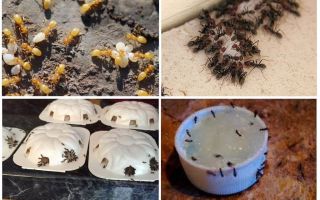 Como se livrar de formigas amarelas na casa de campo de verão ou jardim