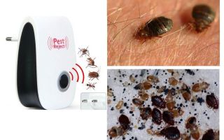 O que tem medo de insetos domésticos, remédios populares