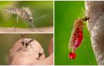 Mennesker med hvilke blodgruppen oftest er bidt af myg