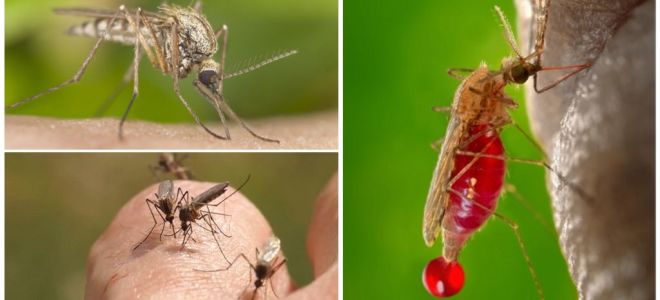 Pessoas com as quais o grupo sanguíneo é mais frequentemente picado por mosquitos