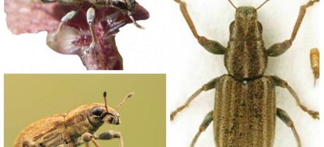 Escaravelho - praga de leguminosas