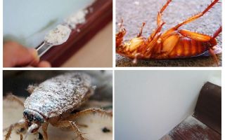Przegląd pyłów karaluchów