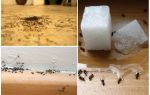 Kako ukloniti mrave iz stana kod kuće