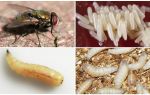 Opis i fotografija ličinki i jaja muha