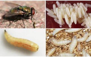 Descrição e foto de larvas e ovos de moscas