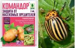 Betyr Commander fra Colorado potato beetle