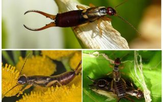 Hoe om te gaan met oorbellen in een woonhuis en tuin