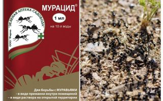 Myrer muracid