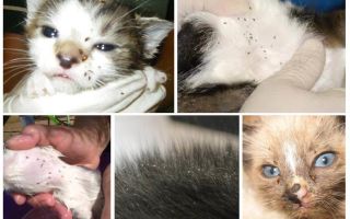 Como remover pulgas em um gato de amamentação e gatinhos recém-nascidos
