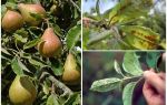 Hvordan slippe af bladlus på pære