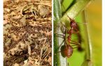 Što je korisno mravi