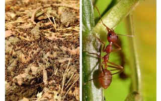 O que é formigas úteis