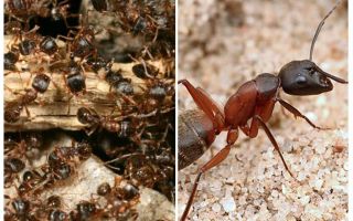 Δασικά κόκκινα μυρμήγκια