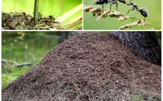 På hvilken side af træet myrer vil bygge en anthill