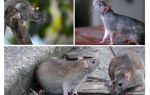 Hvor mange år har rotter boet