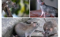 चूहों कितने साल रहते थे