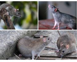 Ile lat żyły szczury