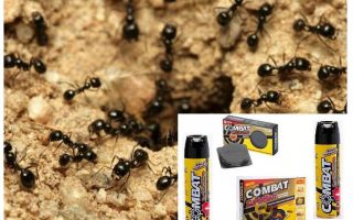 Środki zaradcze Ant Combat
