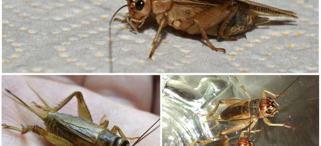 Mô tả và hình ảnh của cricket chuối