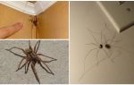 Hvor og hvorfor i leiligheten eller huset mange edderkopper