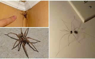 Di mana dan mengapa di dalam apartmen atau rumah banyak labah-labah
