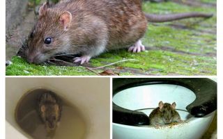 क्या चूहा शौचालय से निकल सकता है