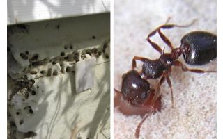 Las hormigas viven en aislamiento.