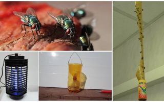 Como lidar com as moscas na casa de campo