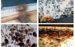 Πώς να βρείτε ανεξάρτητα μια φωλιά bedbugs στο διαμέρισμα